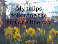 tulips opening and closing
            in the sun