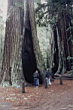 bigbasin05.JPG
