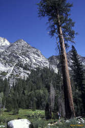 Kings canyon NP, paradise creek area