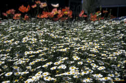 Flowers along trade zone blvd in spring