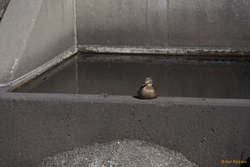 duck in drain off trade zone blvd