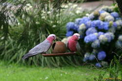Galahs