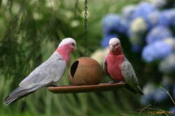 Galahs