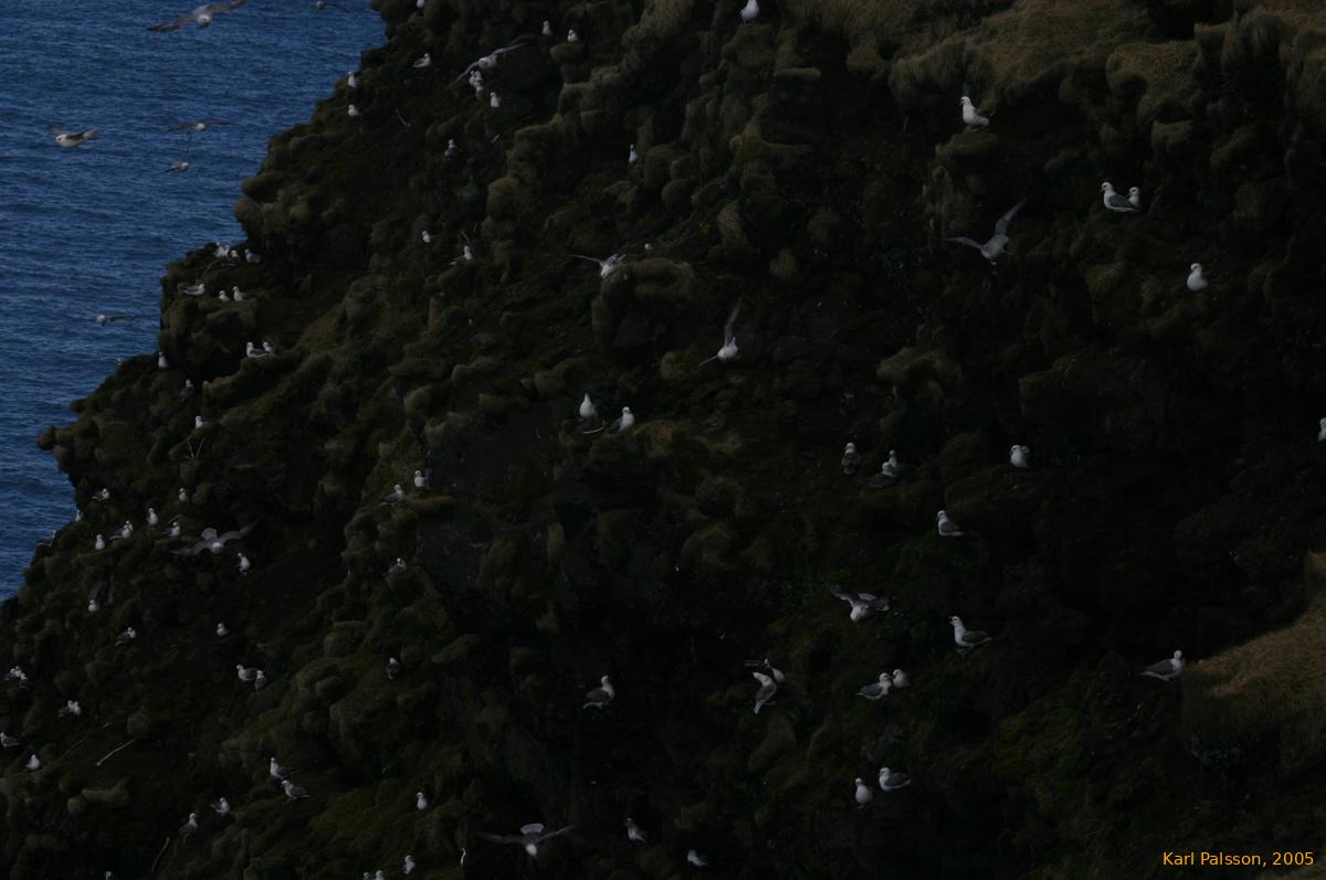 Birds nesting on the cliffs