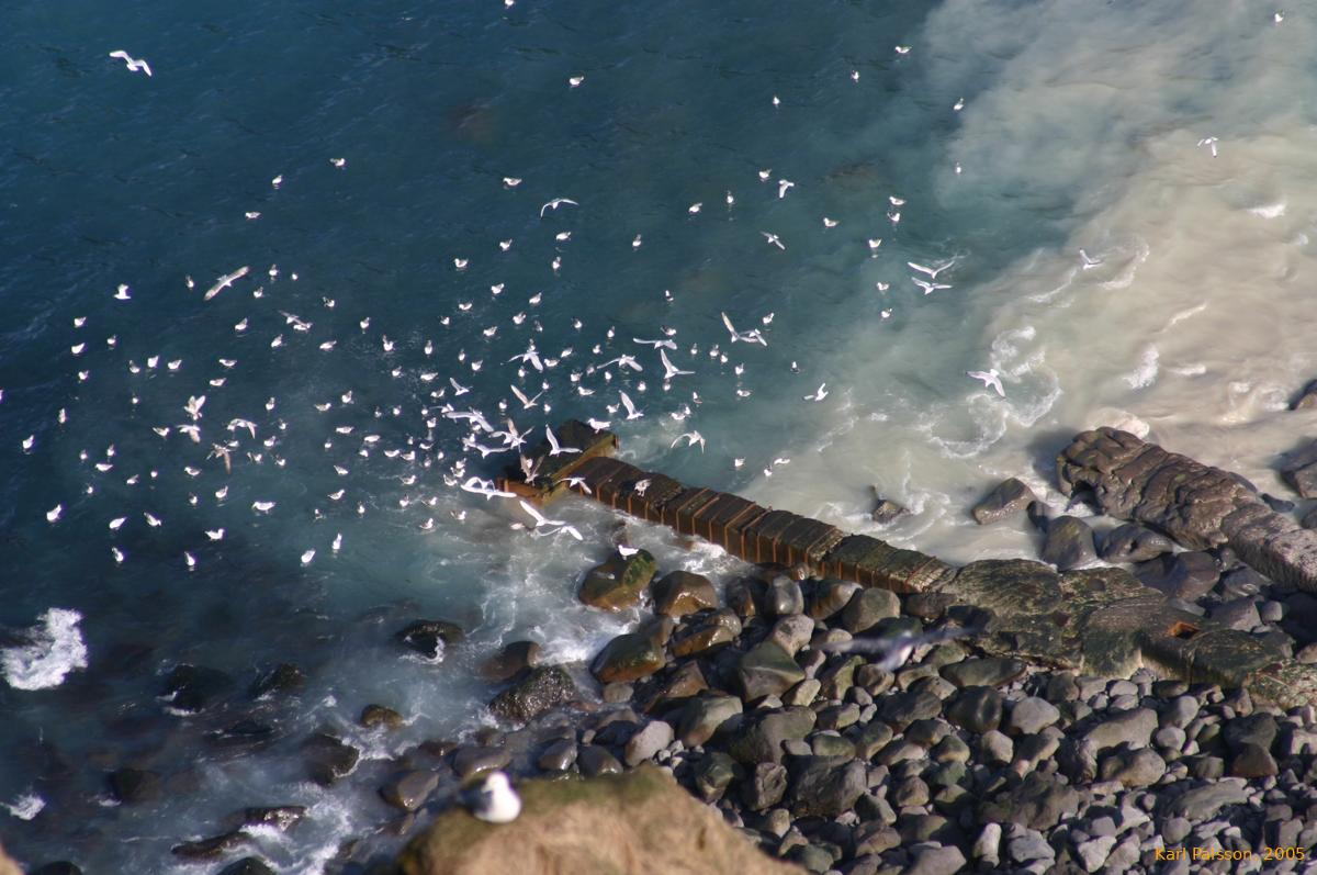 Seabirds around some sort of outlet