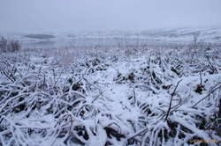 Vífillstaðurvatn in fresh snow
