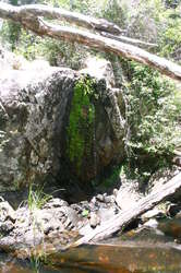 Moisture will do wonderful things for the greenery