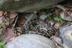 Starving carpet snake