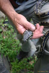Very skinny carpet snake