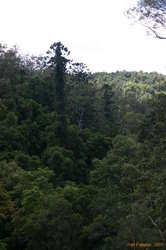 Hoop Pines grow rather differently to eucalypts