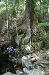 Lovely root structure