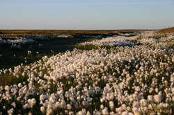 Cotton grass lines the damp patchs (particularly beside the new road, which obviously affects drainage patterns in the area)