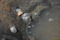 Mud bubbles