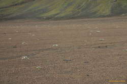 Sea Campion growing in the sandur south of Alftavatn