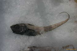 Roundnose Grenadier (Sléthalli)