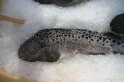 Spotted Wolffish (Hlýri)