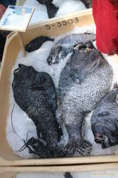 Deepsea Angler (Sædjöfull)