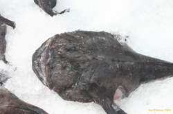 Anglerfish (skötuselur)