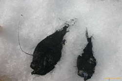 Lesser Deepsea Angler (Surtur)