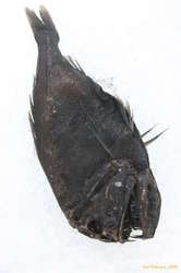 Fangtooh (Bjúgtanni)