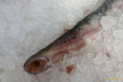 Sea Lampry (Sæsteinsuga)