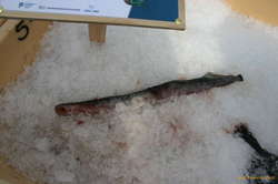 Sea Lampry (Sæsteinsuga)