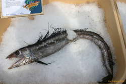 Lancet Fish (Stóri Földungur)