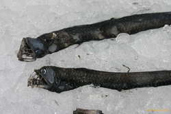 Viperfish (height about 25mm)