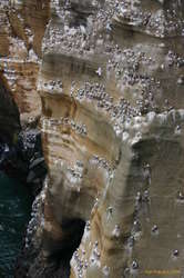 The cliff is also well covered in birds