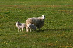 Happy icelandic sheep in a field of spring flowers