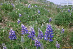 Lupines