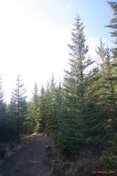Look, Trees! in Iceland!