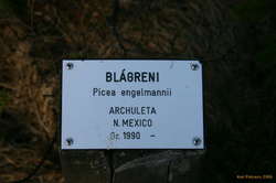 Englemann Spruce, a long way from home