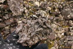 Volcanism can make funny rocks