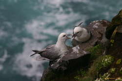 Fulmars in a lovers tiff at Látrabjarga