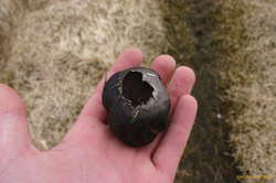 Strange fungus on the clifftop