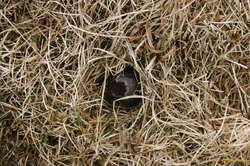 Strange fungus in natural habitat