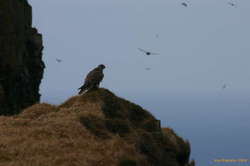 Falcon of some sort eyeing off it's lunch