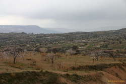 Acres of Cherry trees