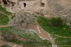 Fallen Cherry blossoms at Zelve