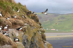Puffins at Dyrhólaey
