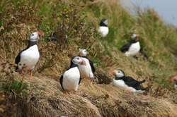 Puffins at Dyrhólaey