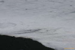 Black sand grit in the froth