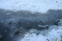 Bubbles under the ice