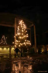 Karl sneaks in with the tree