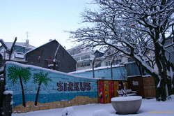 Palm trees in the snow
