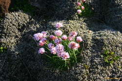 A few flowers for a change