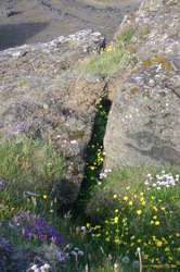 Flowers hiding in cracks
