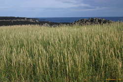 Along the Vikur coast