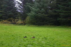 Rabbits grazing near Vifilsstaðahlið